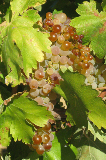 Grapes Two.jpg